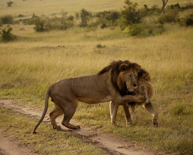 Lwen, Masai Mara