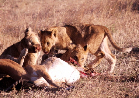 loewenkinder auf safari kenia