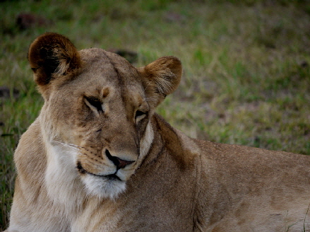 Lwe Masai Mara