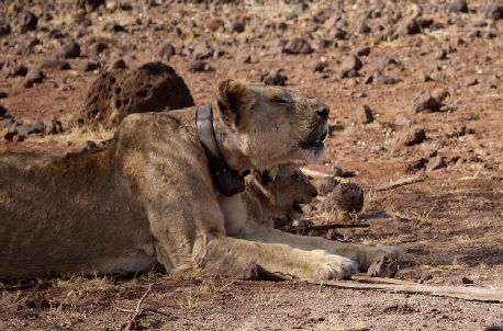 Meru Nationalpark Kenia