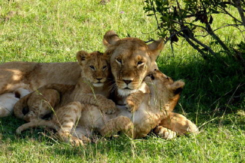 Lwen-masai mara