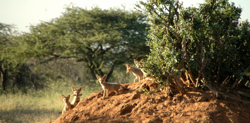 loisaba-lodge Kenia