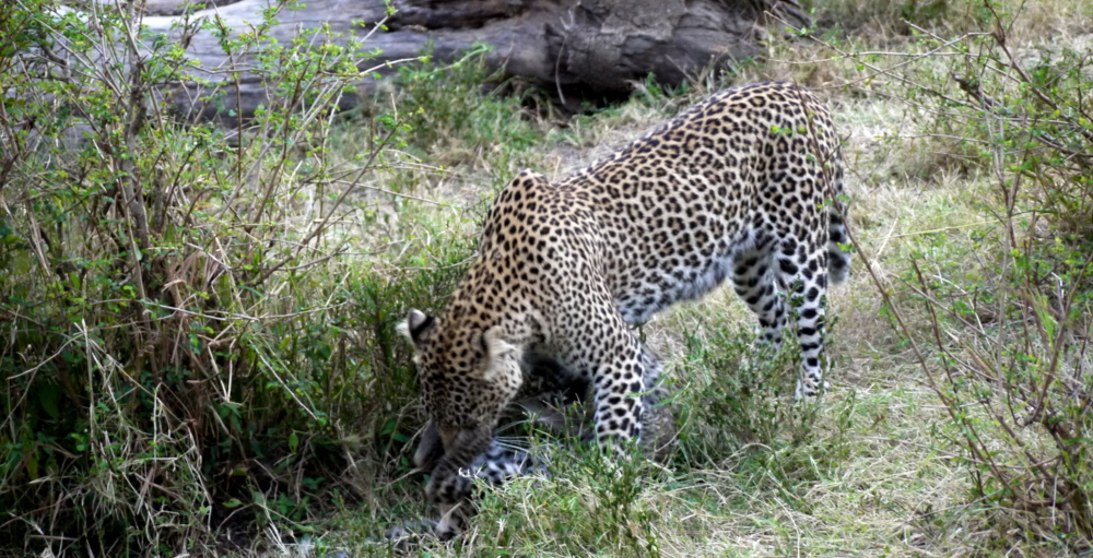 Mahali Mzuri Leopard