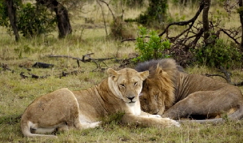 Mahali Mzuri -Lwen