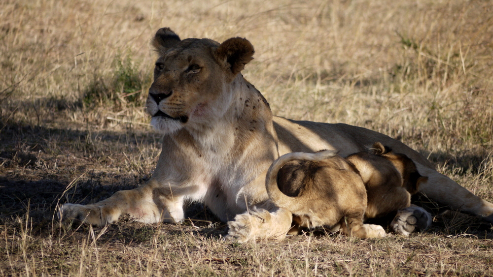 mahali-mzuri-safaricamp-kenia