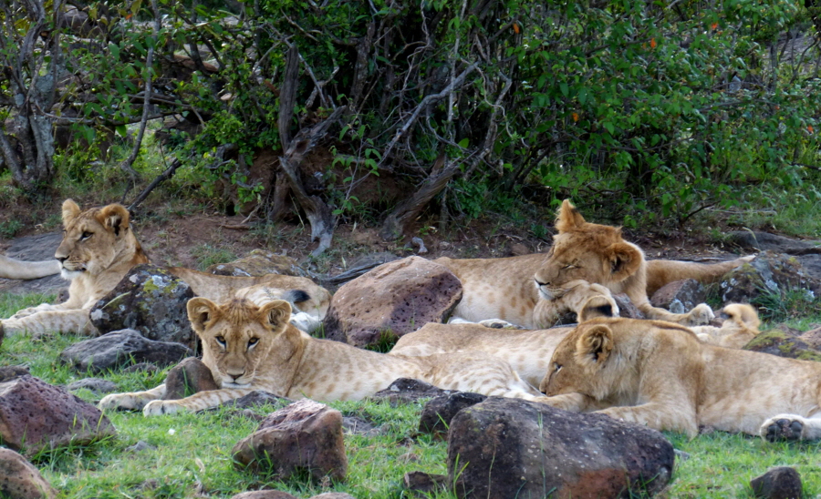 Masai Mara mahali Mzuri Lwen