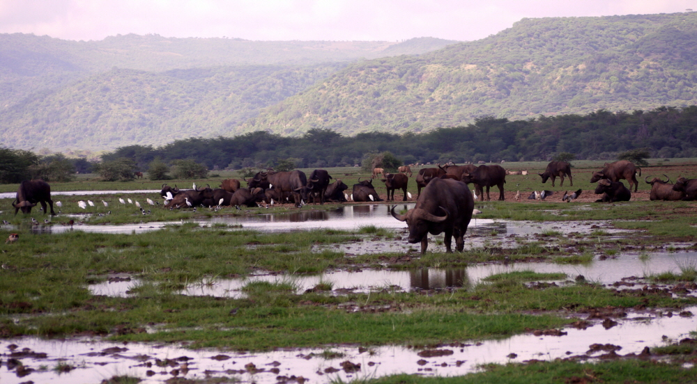 Lake Manyara Bfffel