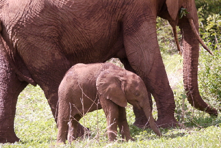 manyara-gibbs-farm-themanor-reisebericht-tansania_0027