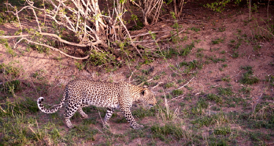 mara-plainscamp-kenia_0043