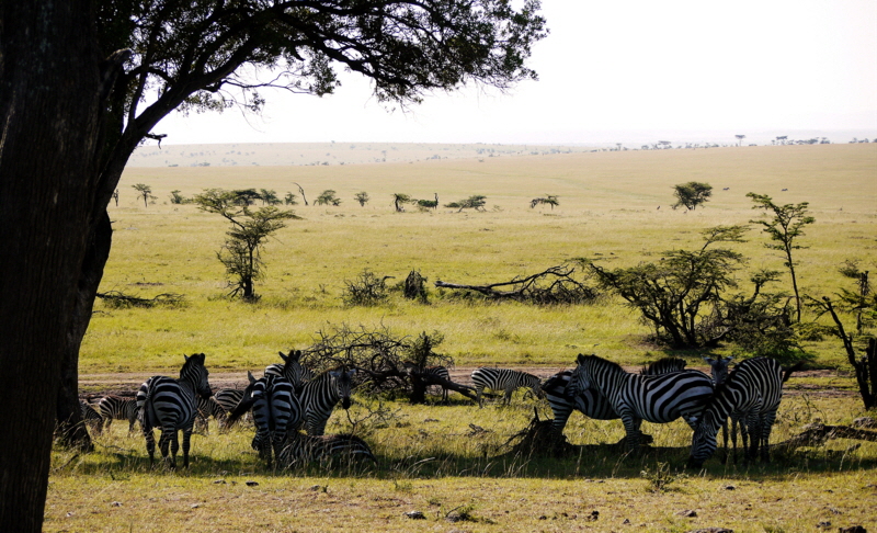 Luxus- Safari in Kenia 