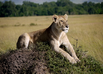 masaimara Safari Gruppenreise