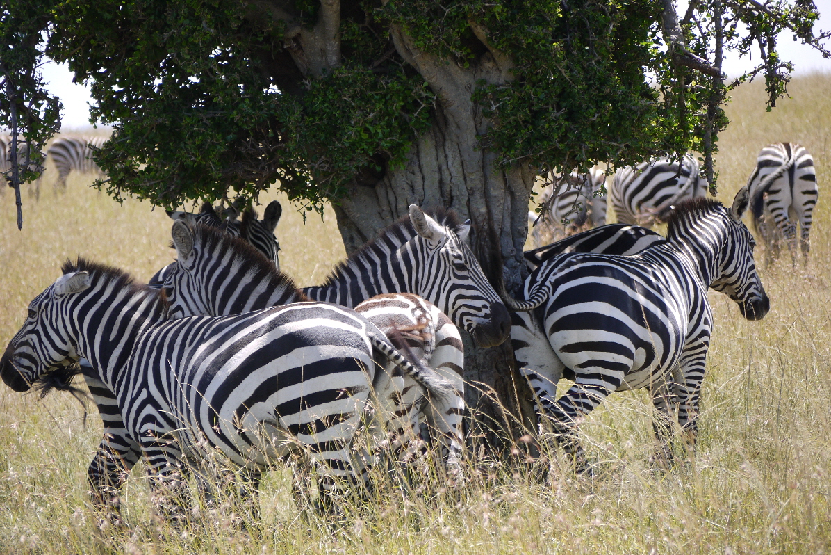 Luxus- Safari in Kenia 