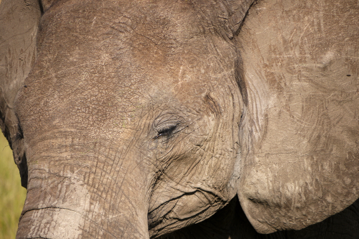 Masai Mara Elefant 