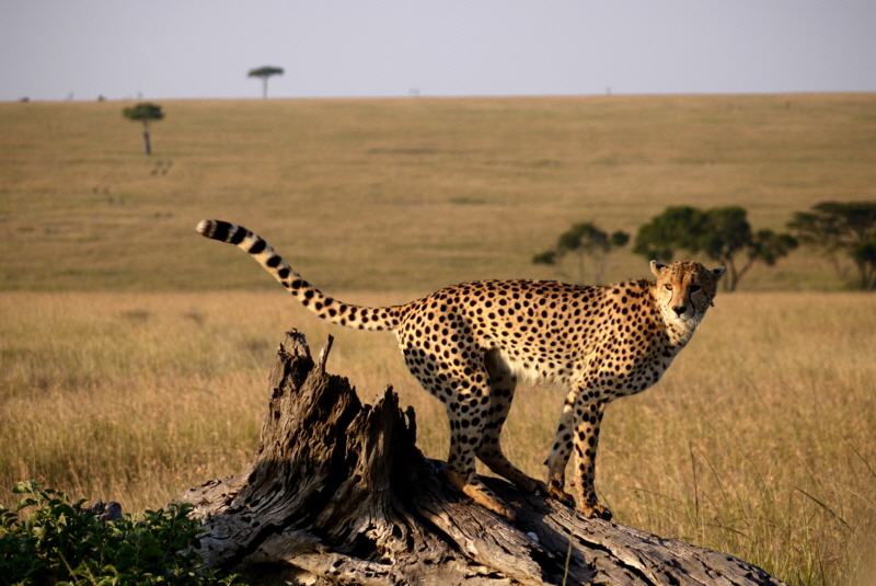 Gepard masai Mara 