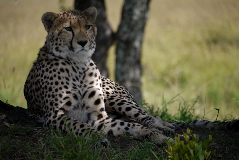Gepard Masai Mara 