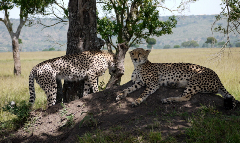 Luxus- Safari in Kenia  Geparden 
