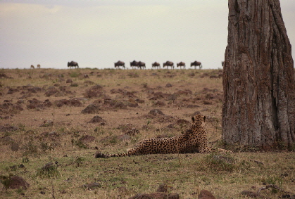 Masaimara Seriancamp 