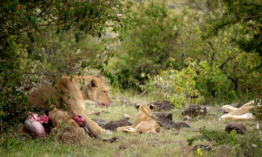 Lwenrudel in der Mara