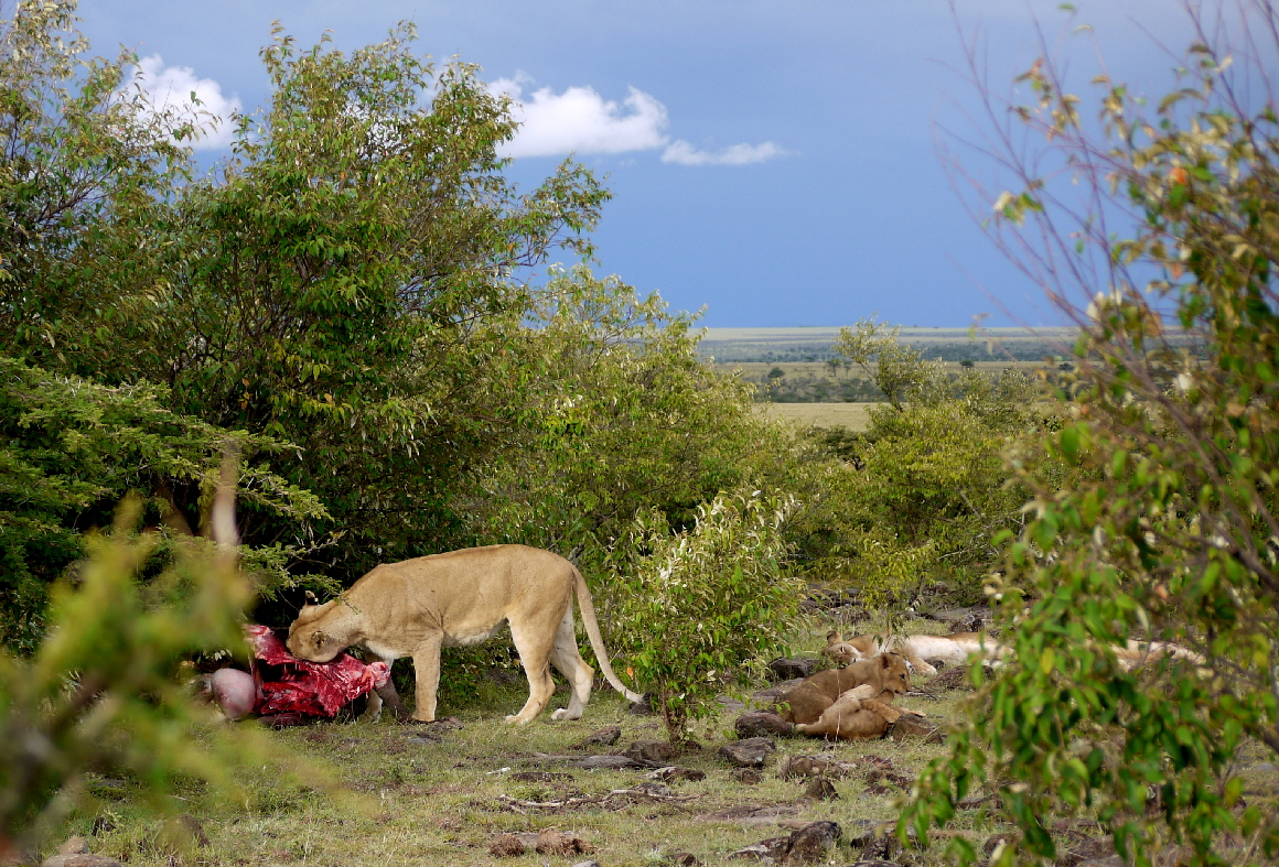 Naboisho Camp und Schutzgebiet Masai Mara