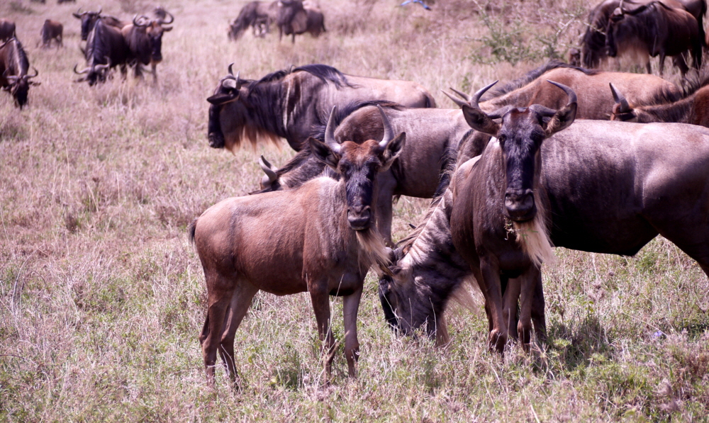 Gnus Serengeti