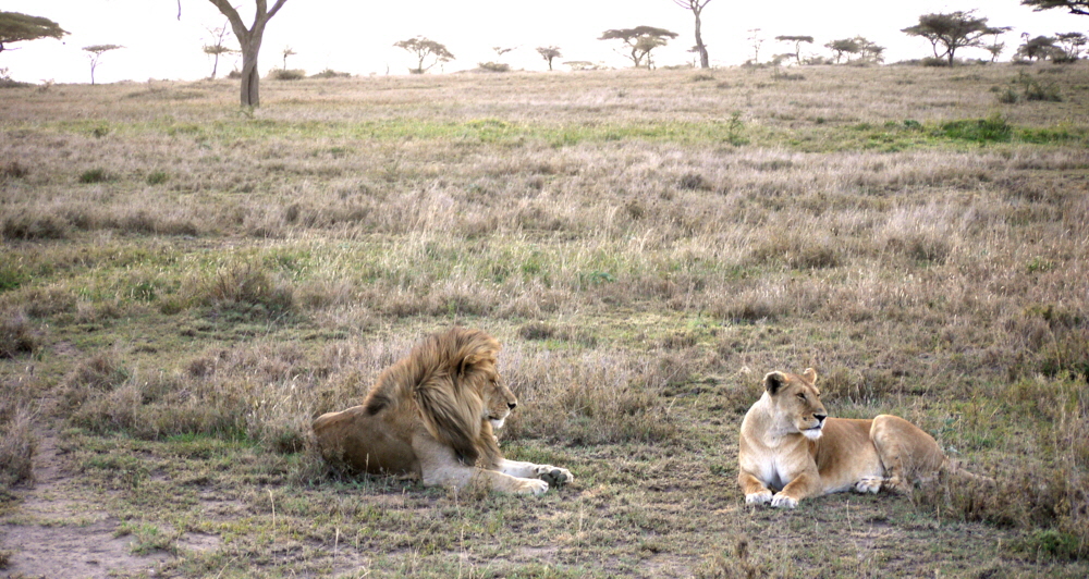 Namiri Plains Serengeti 