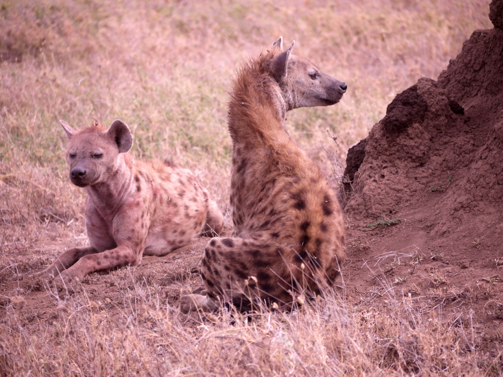 Namiri Plains Hynen