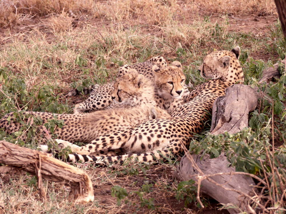 Namiri Plains Serengeti  Geparden