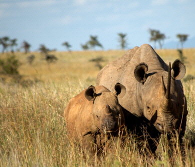 nashorn in lewa downs