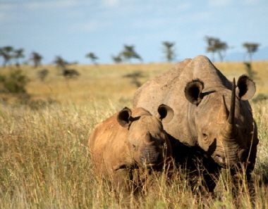 Ol Pejeta Nashrner