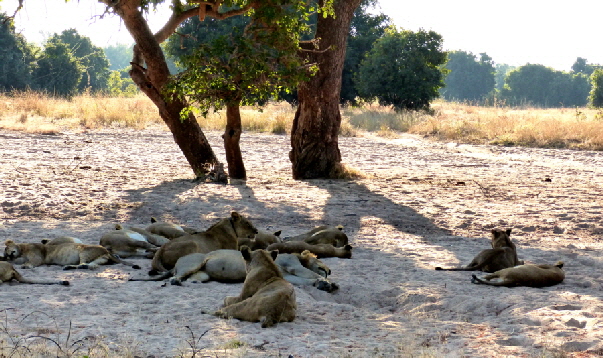 Lwen im South Luangwa Sambia 