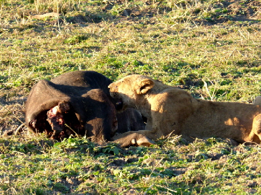 nkwali camp zambia Lwen