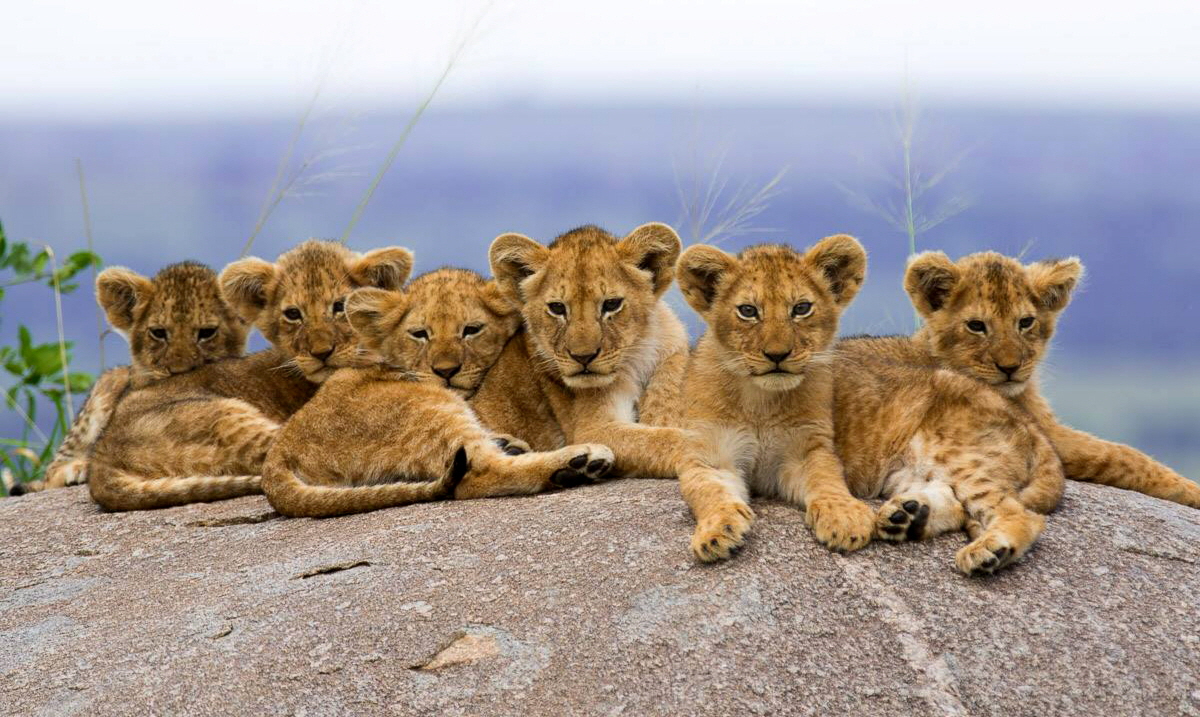 Lamai Camp Serengeti Lwen