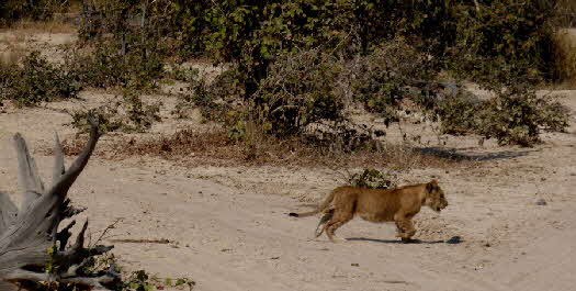 Nsolo Camp South Luangwa