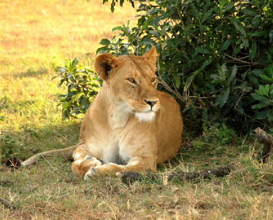 offebatcamp-masaimara-kenia_0009