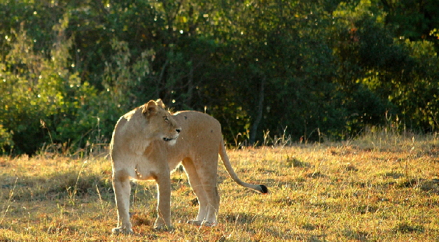 offebatcamp-masaimara-kenia