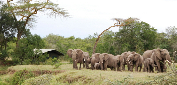 olpejeta-bushcamp Kenia