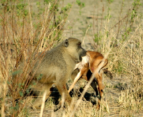 Pavian mit Impala Selous Sand Rivers