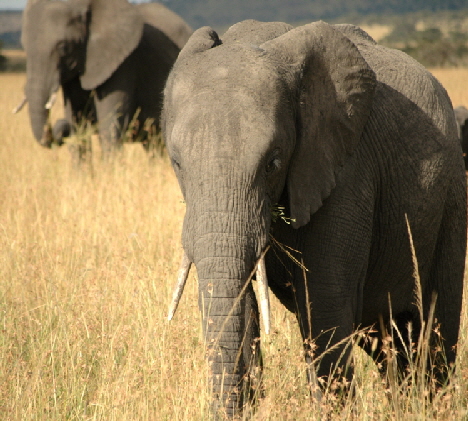 porini-lioncamp-masaimara-kenia