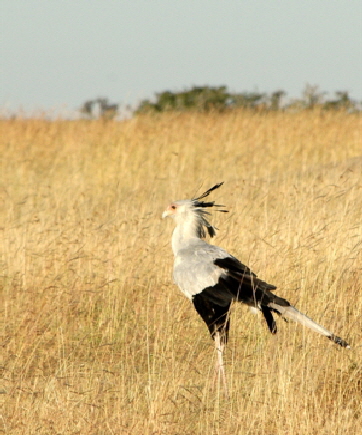 porini-lioncamp-masaimara-kenia