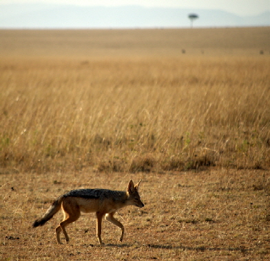 rekerocamp-masaimara-kenia_0002