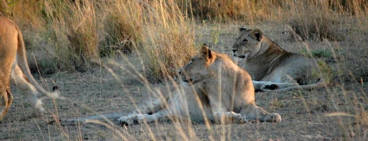 rekerocamp-masaimara-kenia_0013