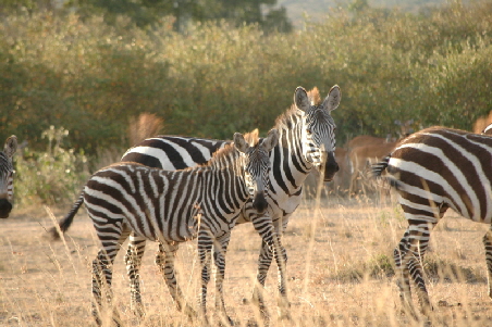 rekerocamp-masaimara-kenia