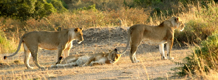 rekerocamp-masaimara-kenia-1