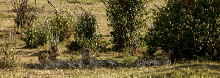 rekerocamp-masaimara-kenia_0055