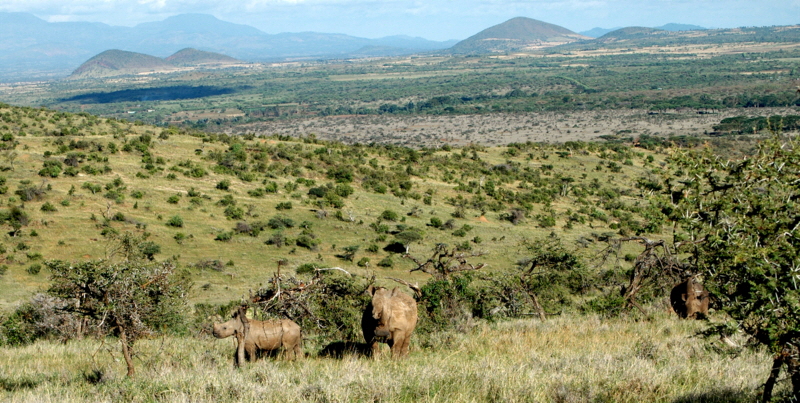 Nashrner in Lewa