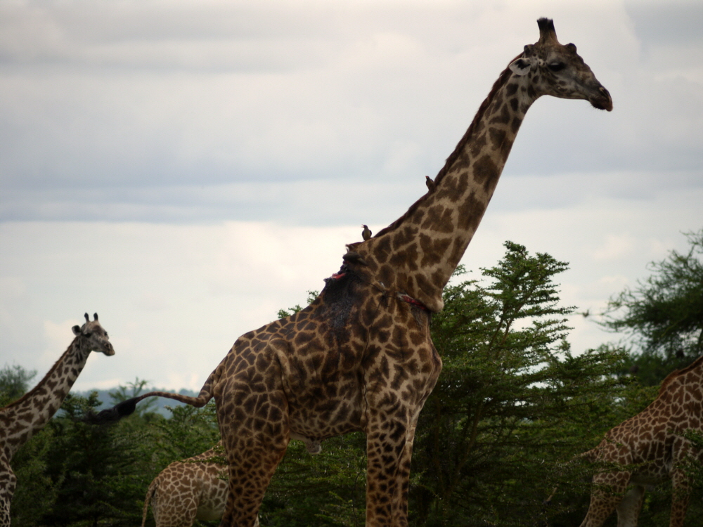 Verletzte Giraffe mit Wilderer Schlinge 