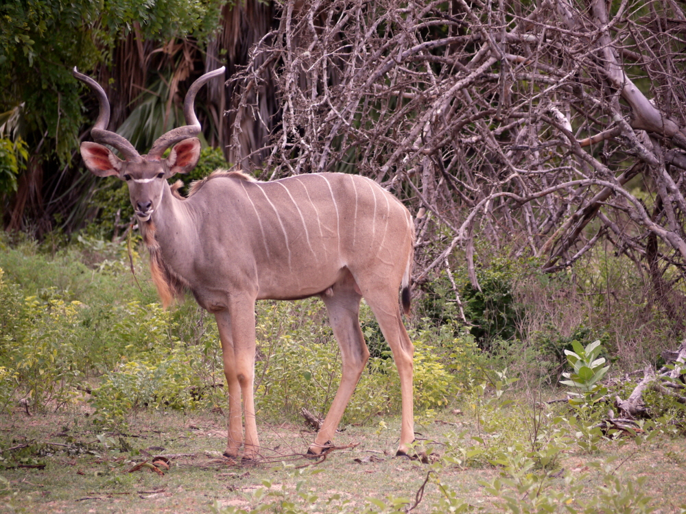 Großer Kudu 