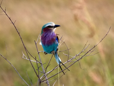 Roller  Safari in Tansania