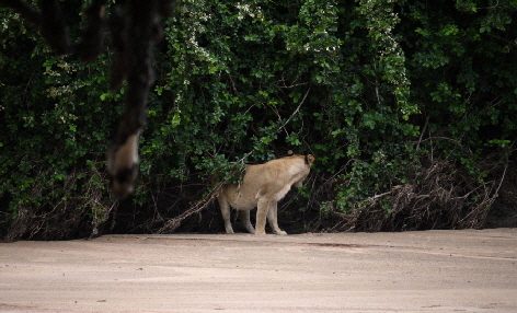 ruaha-mwagusi-safari-camp