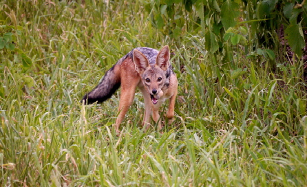 ruaha mwagusi safari